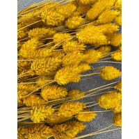 Gedroogde wilde Phalaris geel